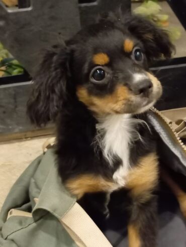 Akvarium aksessuar və ləvazimatları: Koker spaniyel, 2 ay, Dişi, Peyvəndli, Pulsuz çatdırılma, Ödənişli çatdırılma, Rayonlara çatdırılma
