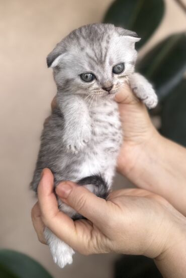 Pişiklər: Şotland — 42