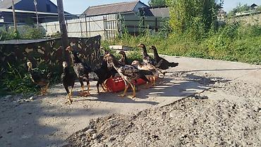 Айыл-чарба жаныбарлары: Сатам | Балапандар | Көбөйтүү үчүн — 3