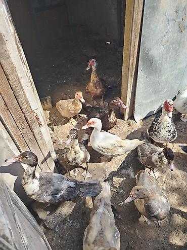 bala ordək: Erkək, | Lal ördək, Damazlıq — 2