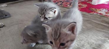 кошки серые: Котята серебристого окраса - Помёт из нескольких котят: на фото видно — 3