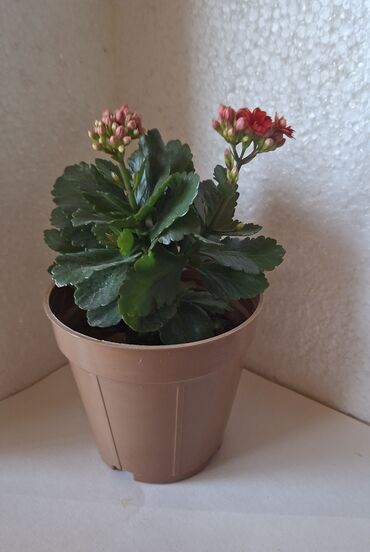 Otaq bitkiləri: Kalanxoe gülü. Satış — 12