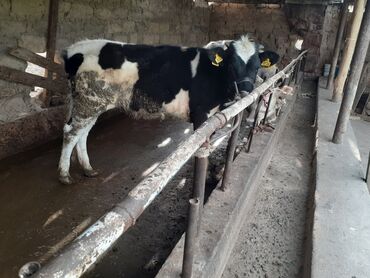Коровы, быки: Продаю | Тёлка | Голштин, Швицкая | На откорм, Для молока