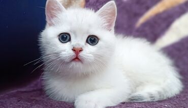 скоттиш фолд цена: Продается шотландский котенок Скоттиш Страйт Окрас серебристая