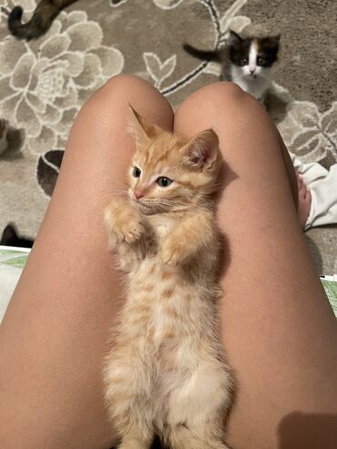 ориентальная кошка: РАЗДАЮ БЕСПЛАТНО 🐈ТОЛЬКО РЫЖИЙ ОСТАЛСЯ Родились 8 марта. Не для игр