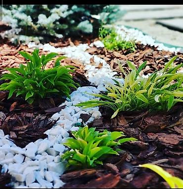 саженцы кочот: 🌲Услуги Садовника: Авто полиф, фарсунычные 💦капельные . ✂️Стрижки — 2