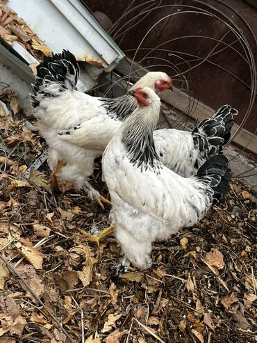 декоративные кролик: Сатам | Короздор | Жарым брама | Көбөйтүү үчүн