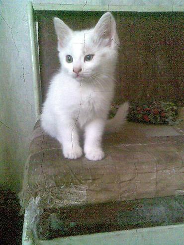 Котята. Порода Турецкий Ангор. Мальчик и девочка. Котятки добрые и