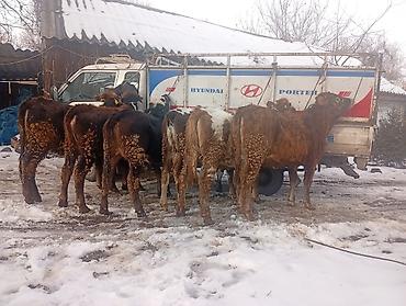 Коровы, быки: Продаю | Тёлка | Не стельные — 9