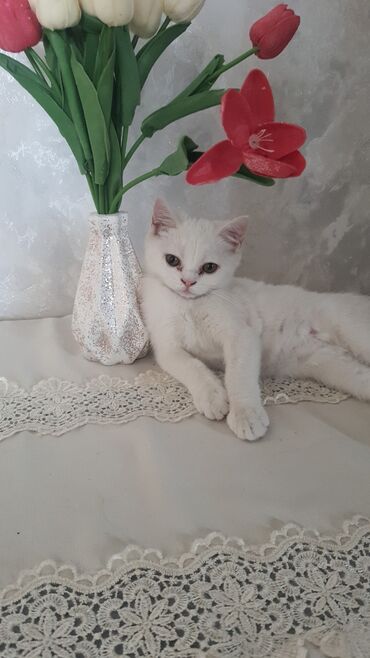 Gəmiricilər: Şotland, Dişi, Yaxşı əllərə, Ünvandan götürmə, Ödənişli çatdırılma