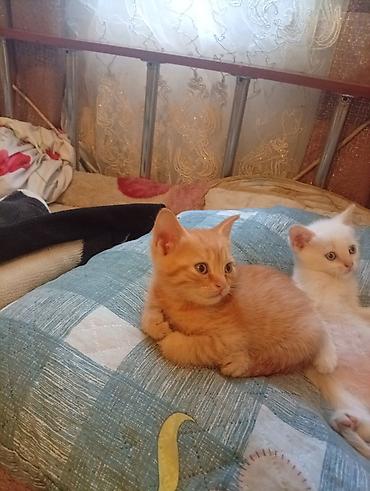 белые котята: Котята домашние, игривые и ласковые. - Окрас: один белый с голубыми — 2