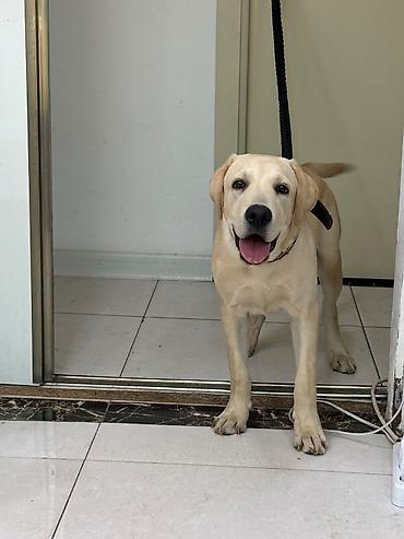 i̇tler: Labrador-retriver, 6 ay, Erkək, Peyvəndli — 2