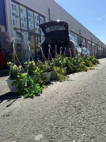 Otaq bitkiləri: Asma saksıda dekorativ yaşıl bitki - Ağ rəngli asma plastik saksı -da lalafo.az — 8 Otaq bitkiləri: Asma saksıda dekorativ yaşıl bitki - Ağ rəngli asma plastik saksı — 8