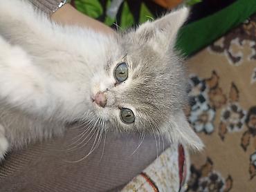 донской сфинкс кошка: Кошка даром: Беспородная, Мальчик — 3