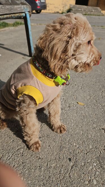 Geyimlər: 7 aylıq maltipoo it Peyvəndlər olub. 2 geyim pampers Yuva Xalta