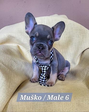 Psi: Francuski Bulldog štenci exotik boja. Stari 3 meseca, primili sve 3 na lalafo.rs — 6 Psi: Francuski Bulldog štenci exotik boja. Stari 3 meseca, primili sve 3 — 6