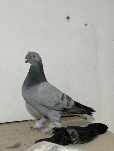 машины на продажу бишкек: Продаю | Петух