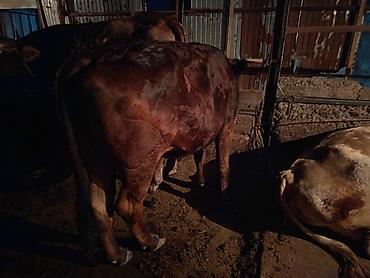 телка корова: Продаю | Тёлка | Швицкая | Для разведения | Стельные, Искусственник — 9