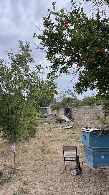 qubada satilan torpaq: 12 sot, Kənd təsərrüfatı, Maklerlər narahat etməsin, Kupça (Çıxarış) — 1