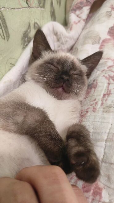 Pişiklər: Siam, Erkək — 10