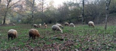 Qoyunlar, qoçlar: Dişi, Romanov, Qala, il: 1, 1 kq, Damazlıq, Südlük, Rayonlara çatdırılma, Ünvandan götürmə, Pulsuz çatdırılma — 2