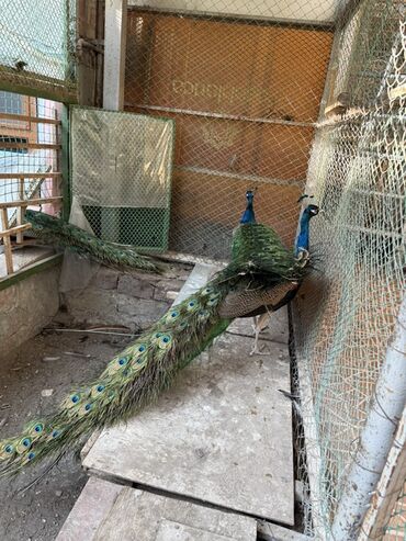Tovuz quşları: SATILIR‼️ Gəncə ş. Göy rəngli tovuz quşları mövcuddur. Bu quşlar öz — 11