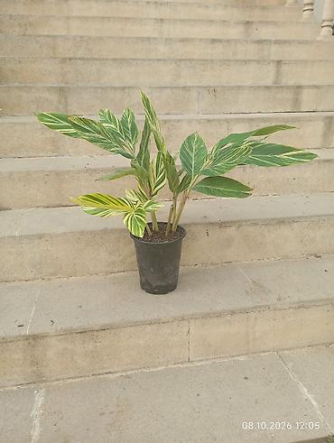 qül: Otaq bitkiləri – Sansevieria (Qayınana dili) və Hoya (mum çiçəyi) - — 5