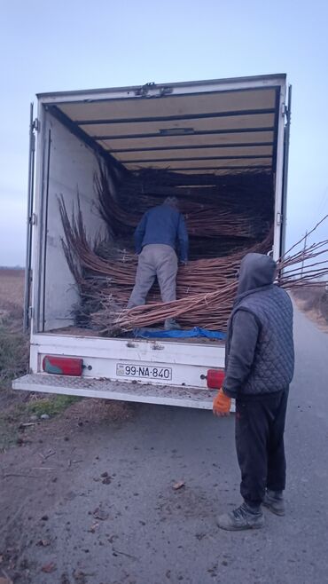 Ağaclar: Təmiz və sağlam tingler isteyirsinizse bzmle əlaqə saxlaya blərsniz