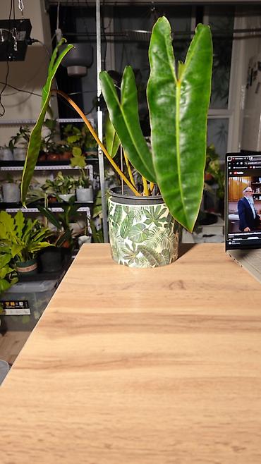 хамедорея купить: 🟢 Филодендрон Биллитау (Philodendron Billietiae) БЕЗ КАШПО Редкий — 2