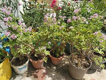 ətirşah bitkisi: Saksıda ətirşah (pelargonium) – açıq bənövşəyi-çəhrayı çiçəklərlə bol — 5