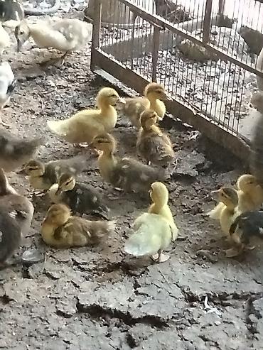 fermer təsərrufatı: Məhsul: Ördək balaları (qarışıq rəngləi . Çox gotrene endirim olunacag — 1