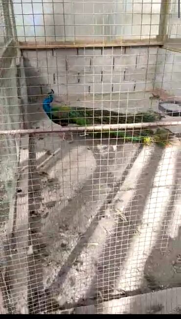 Птицы: Продаю взрослую пару индийских павлинов