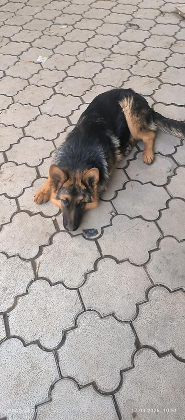 Продажа собак: Щенок немецкой овчарки Продаётся чистопородный щенок Немецкой — 9