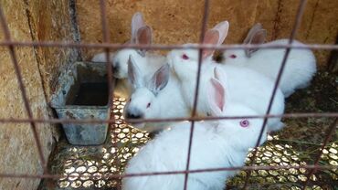 Кролики: Продаю | Крольчата | Серый великан, Белый великан, Фландр | На забой, Для разведения | Племенные