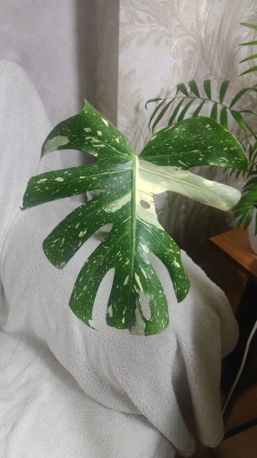 Otaq bitkiləri: Monstera Thai Constellation bitkisi 
kolleksionerlər üçün ;)