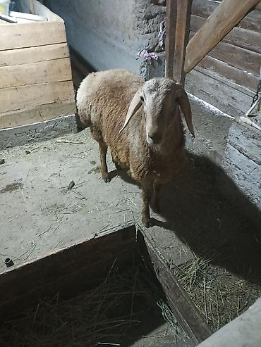 Баран, овца: Продаю | Баран (самец) | Арашан | Для разведения | Племенные — 3