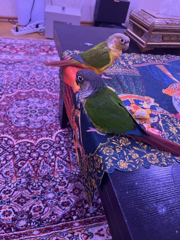 qus yuvasi: Greenchick-qrinçik papuqayları 2 ədəd - dişi və erkək. 2 yaşında çox