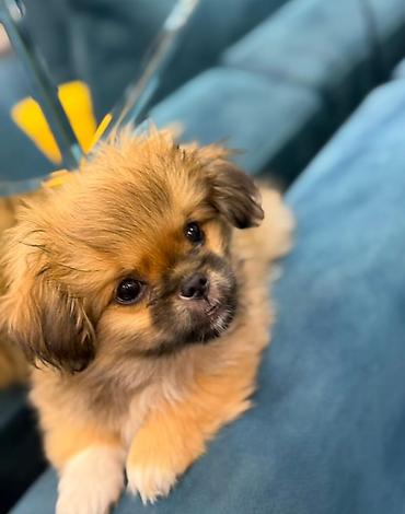 İtlər: Pekines, 3 ay, Peyvəndli — 1
