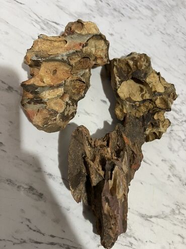 Akvaryum və ya terrarium dizaynı üçün nəzərdə tutulmuş müxtəlif