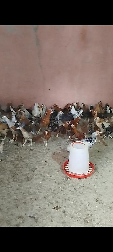 fermer təsərrufatı: 4 ayının içində olan superaktiv kənd çolpaları satılır, kəsməli təbbi — 6