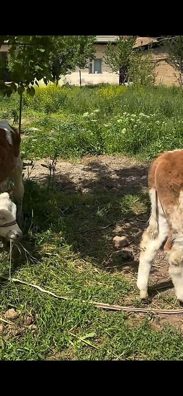 Dana, buzov: 2 baş simmental tipli dana - Növ: ətlik-südlük istiqamətli simmental — 13
