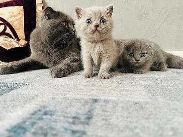 драбилка кду 2: Шотландские вислоухие котята (Scottish Fold), окрас голубой — 6