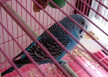 ари: 🦜 Продаётся пара взрослых волнистых попугаев (самец и самка)! ✨ Самец — 2