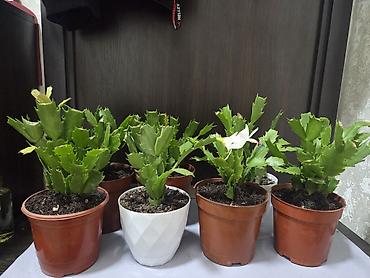 Драцены и Сансевиерии: Сансевиерия (Sansevieria, «щучий хвост») в горшке. Описание: - — 17