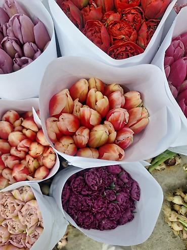 Букеты из живых цветов: Г.Ош оптом и розницу. Тюльпаны с луковицами, срезка «на поле» в — 8