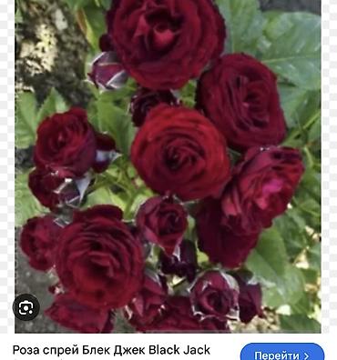 Роза: Саженцы — 18