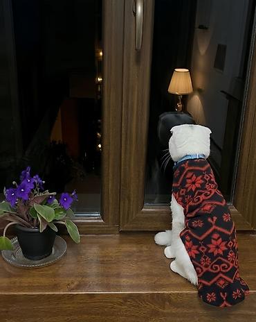 pişik ucun daraq: Yastıqulaq Scottish Fold pişiyi. Qarışıq sort deyil. Şəkildə tükləri — 3
