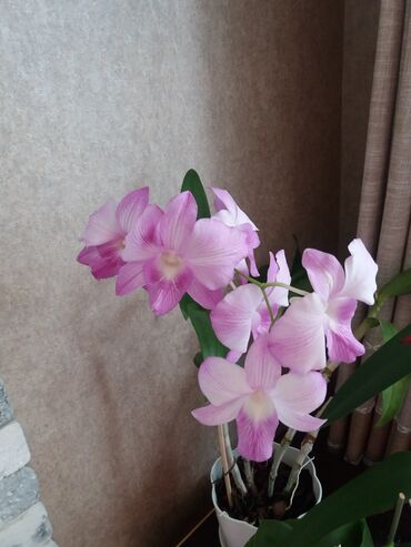 цены комнатных цветов: Орхидея Дендрофаленопсис King Dragon Striped. В данный момент отцвел