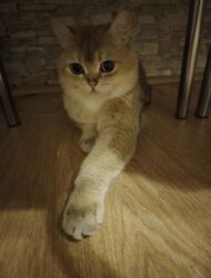 pişik şəkilləri: Qızıl şinşilla, Erkək, Cütləşmə üçün, Ünvandan götürmə