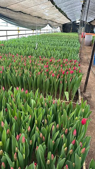 Букеты из живых цветов: Тюльпаны с теплицы — свежесрезанные, на крепком стебле, с тугими — 11